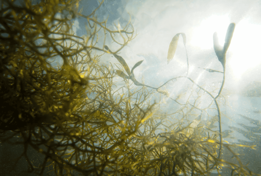 Польза морских водорослей