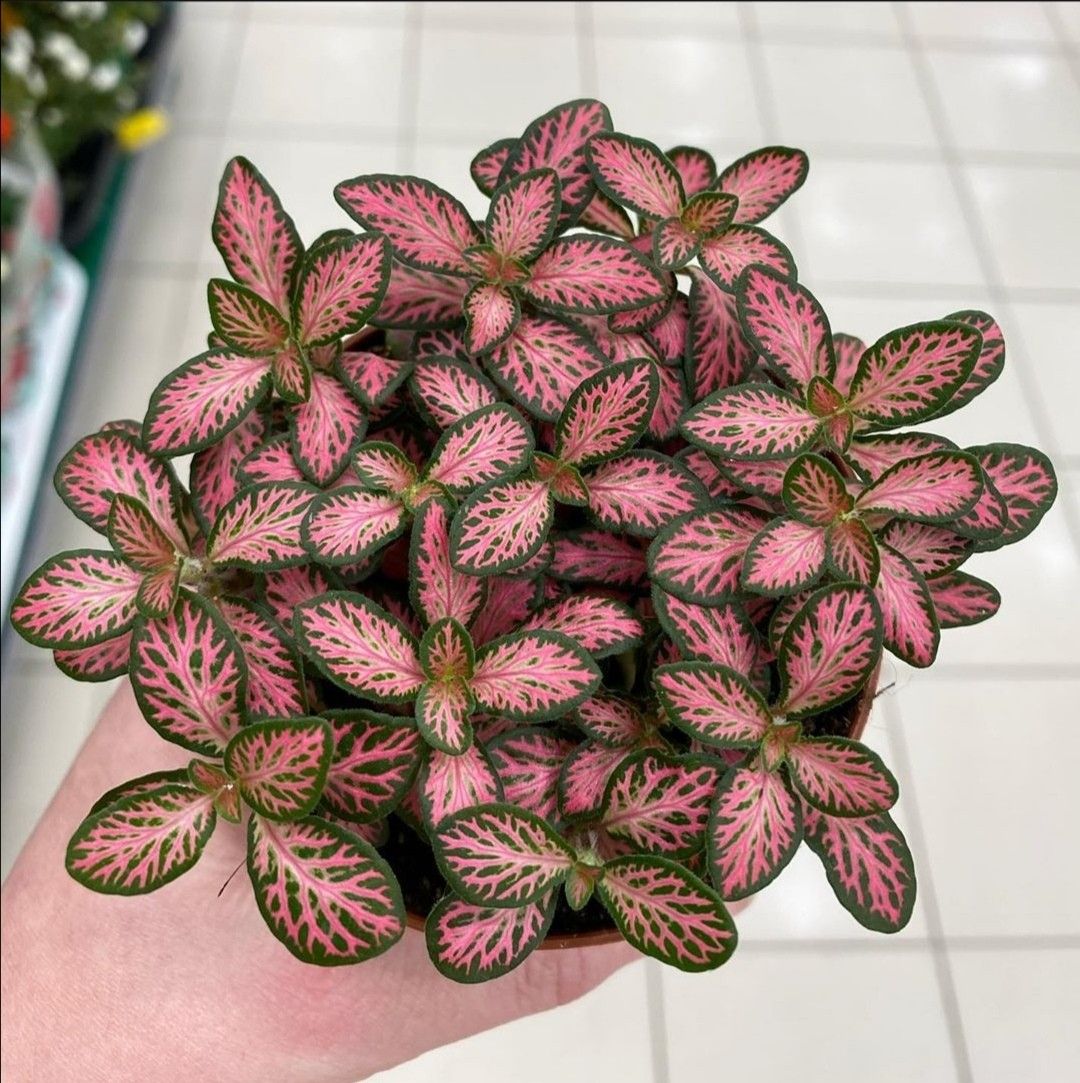 Succulent in ceramic pot