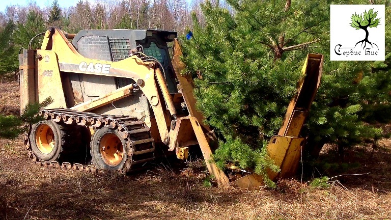 Пересадка крупномерных деревьев