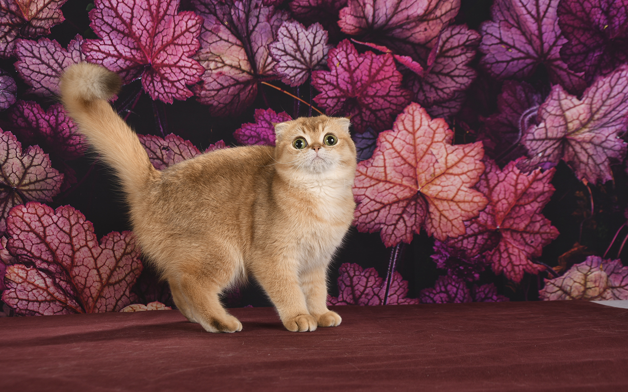 Породистая кошка, скоттиш фолд, питомник шотландских котят