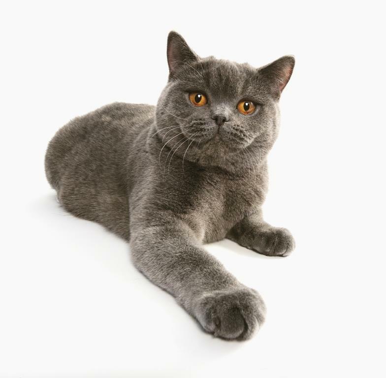 Британская порода кошек. Полное описание породы