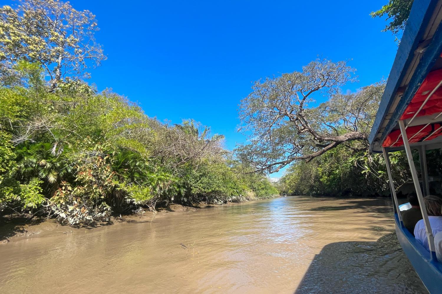 View along the Tempisque River with forested banks from a tour boat