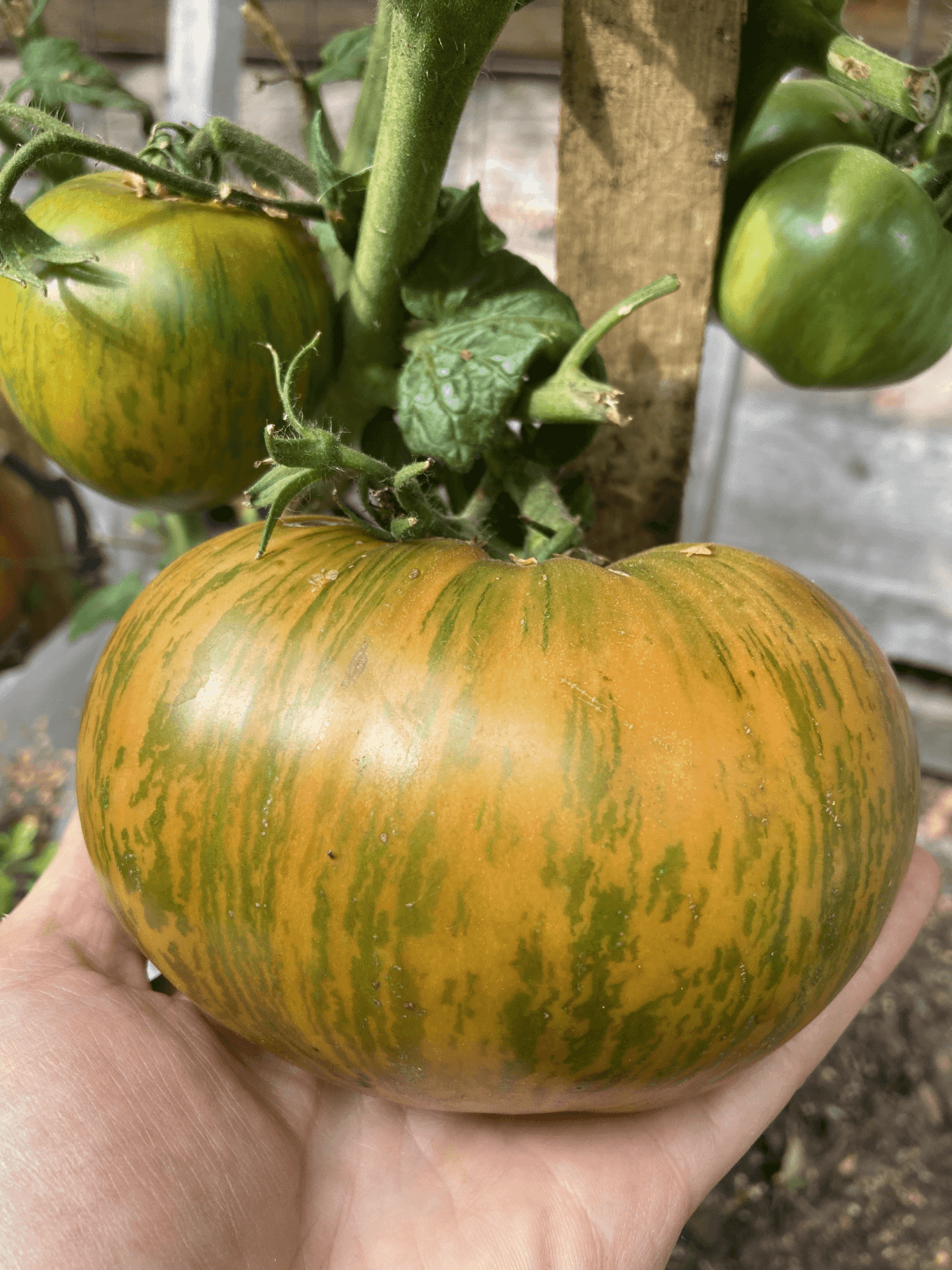 Сияние Вавилона (DWARF BABYLON`S glows)