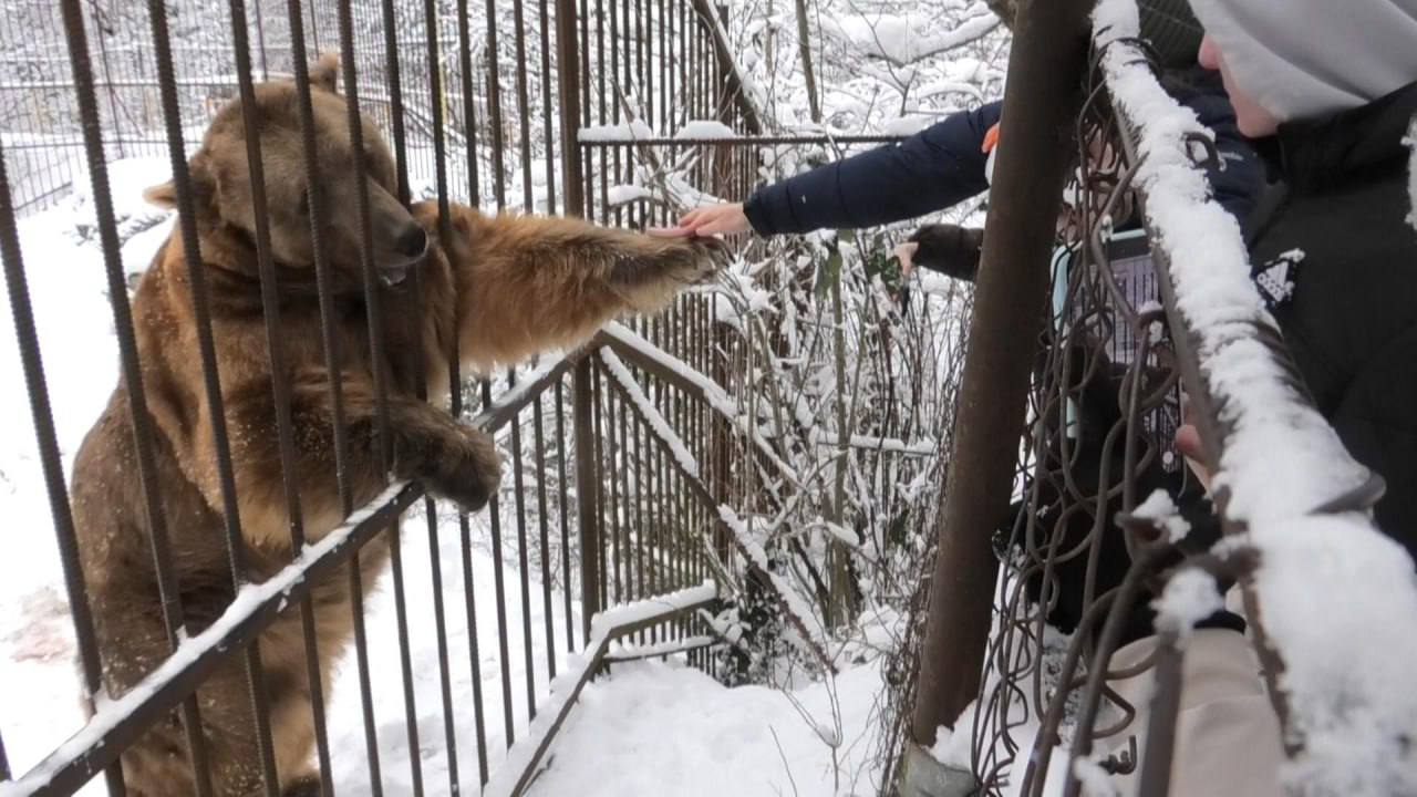 Медведь