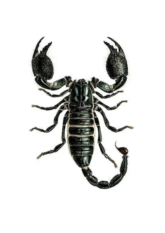Исходное изображение: Скорпион