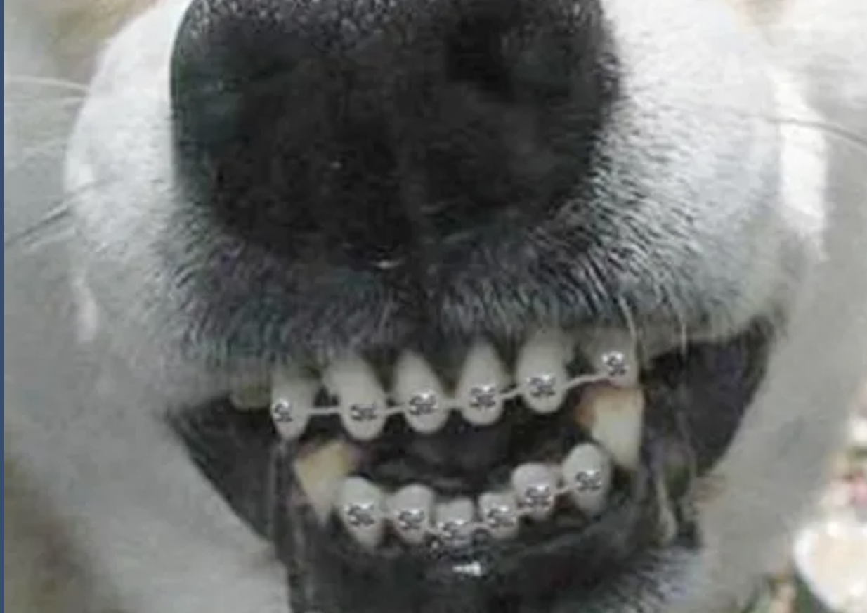 Собака с брекетами фото