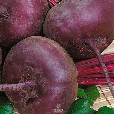 Seeds of Beetroot Smuglyanka (Beta vulgaris subsp. Vulgaris) — 50 pcs