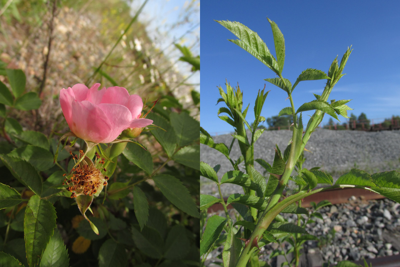 флора Байкальского заповедника