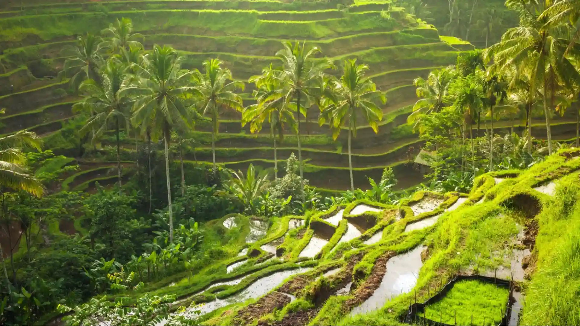 Iconic emerald green cascading paddies and tall palm trees bathed in morning light at the famous Tegalalang Rice Terrace in Bali.