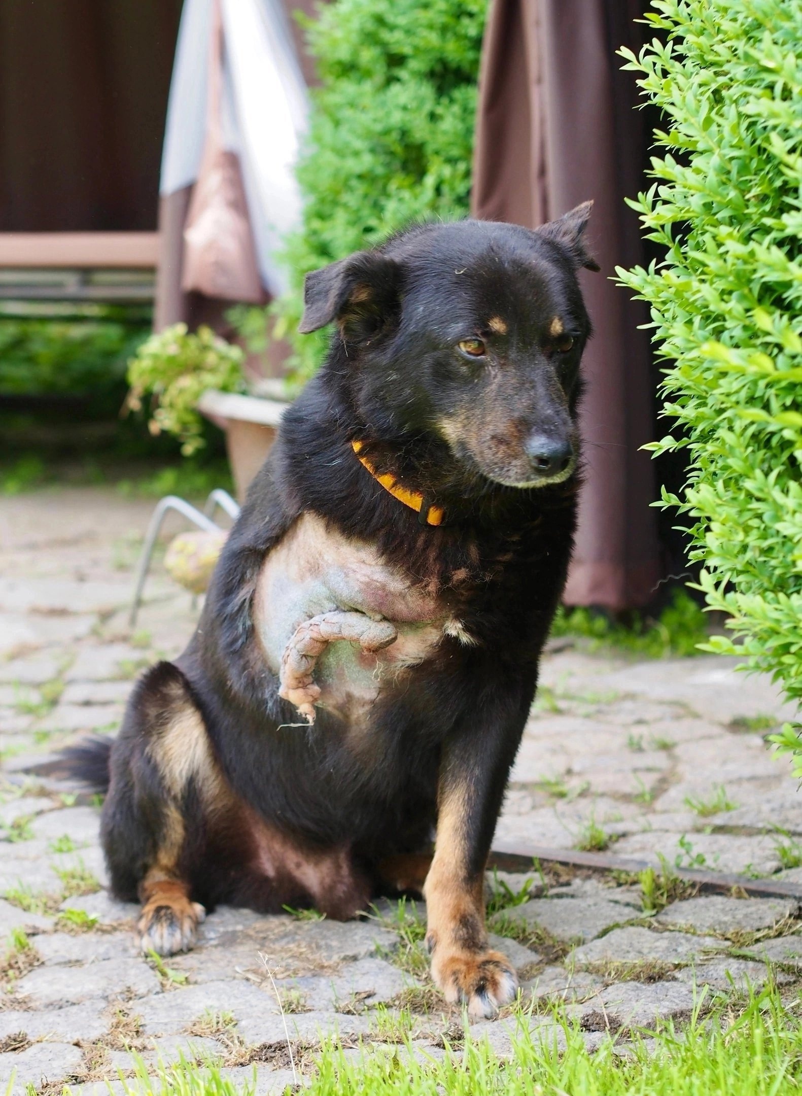 Степан-Степаныч