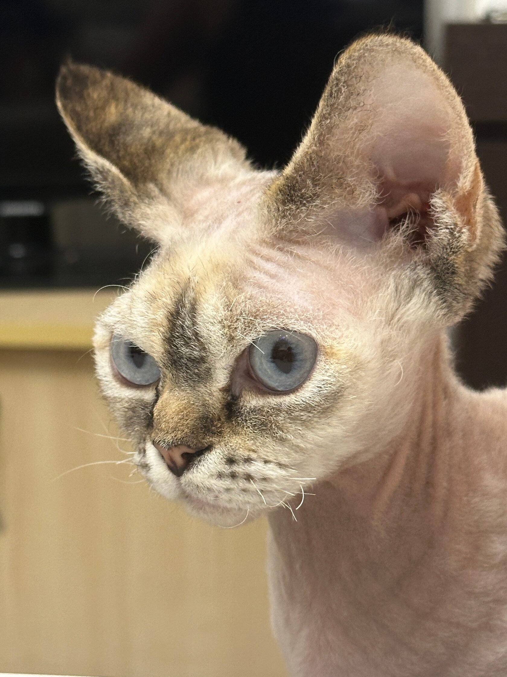 Шотландская вислоухая кошка Maisie