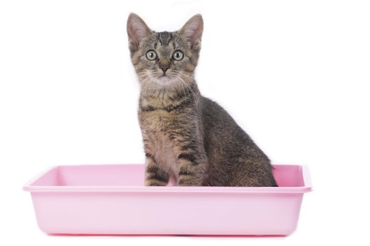 Запор у кота: что делать и как помочь кошке | Ветклиника «Ветерритория»