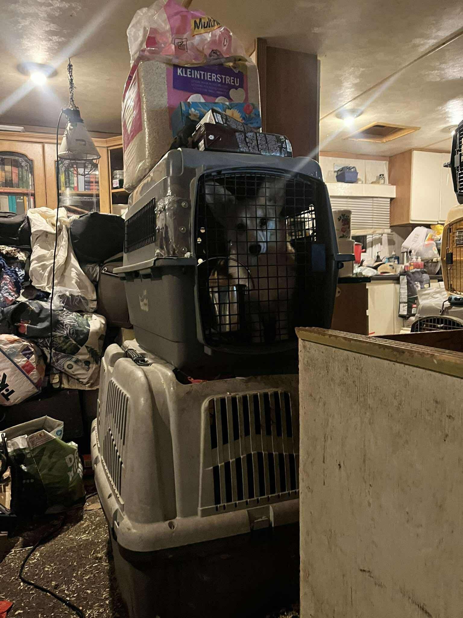 спасение собак из питомника в польше