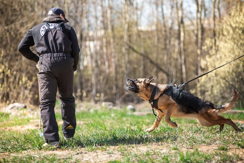 Охрана собаками