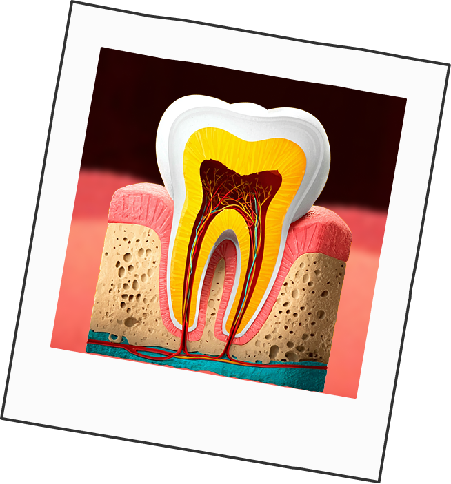 зуб в разрезе