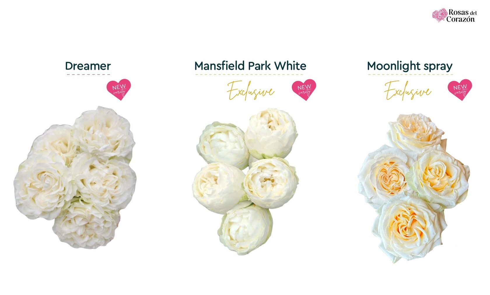 Dreamer, Mansfield Park White, Moonlight Spray