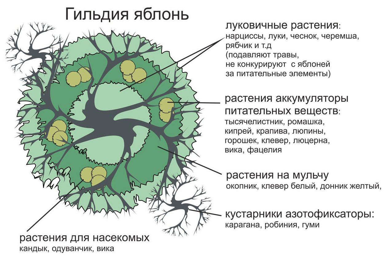 Схема посадки лесосада