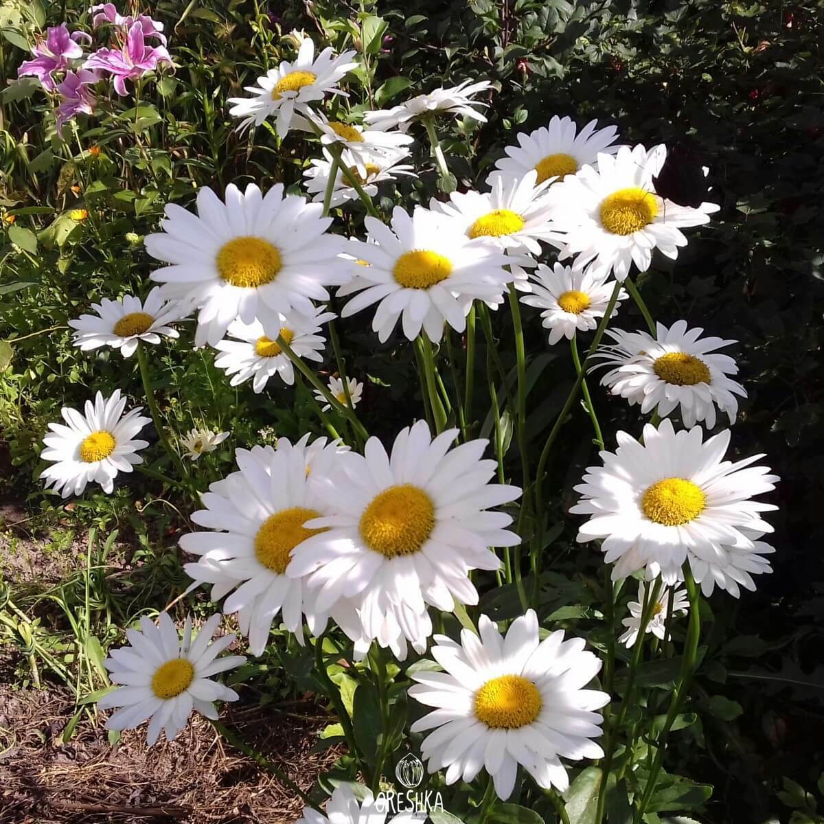 Seeds of Oxeye daisy (Leucanthemum) — 50 pcs