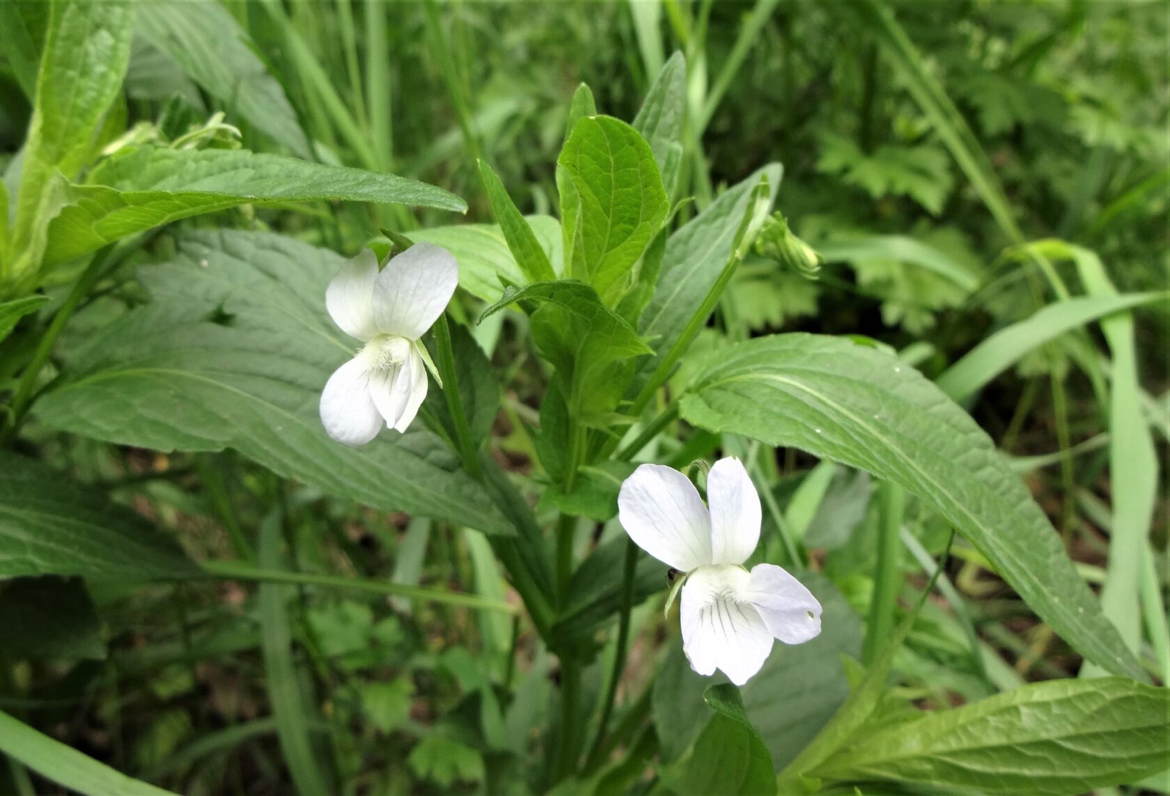 Viola accrescens Klokov (V. pumila Chaix) – Фиалка разрастающаяся (Ф. малорослая)