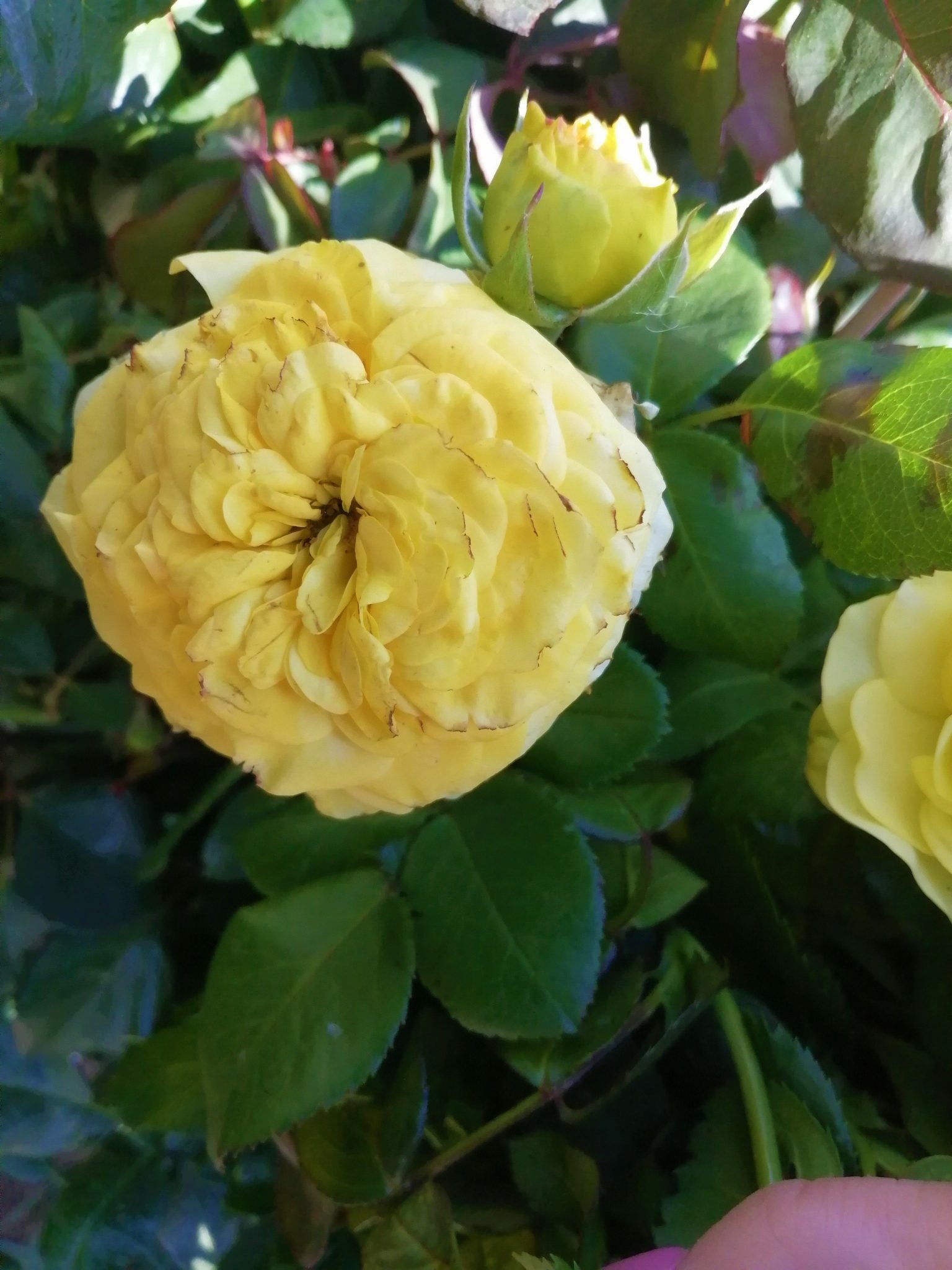 Роза флорибунда Lemon pompon