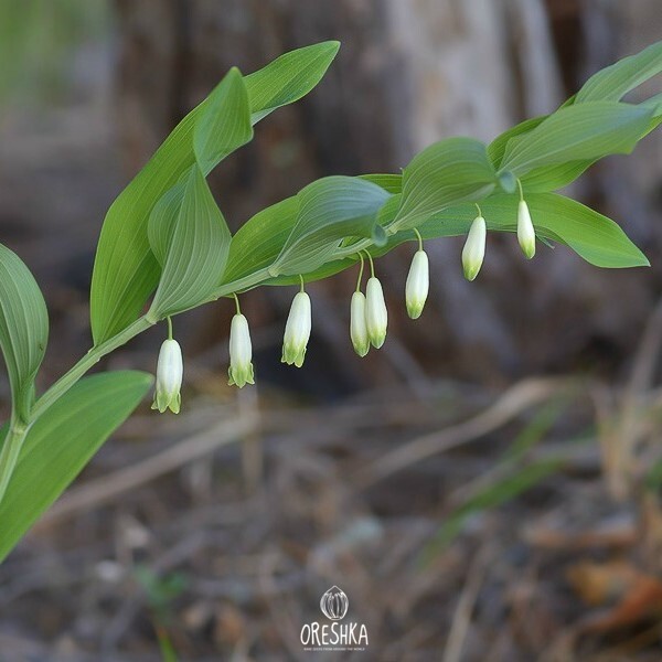 Seeds of King Solomon's-seal (Solomon's seal) (Polygonatum odoratum) — 15 pcs