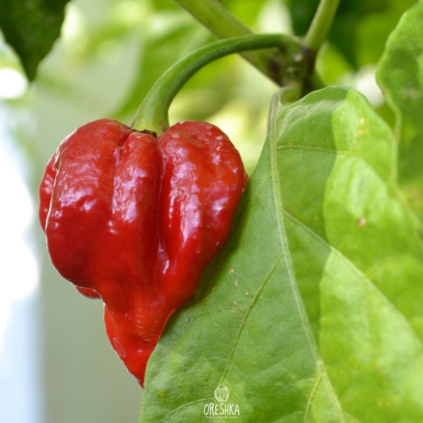 Pepper Seeds — Oreshka Seeds