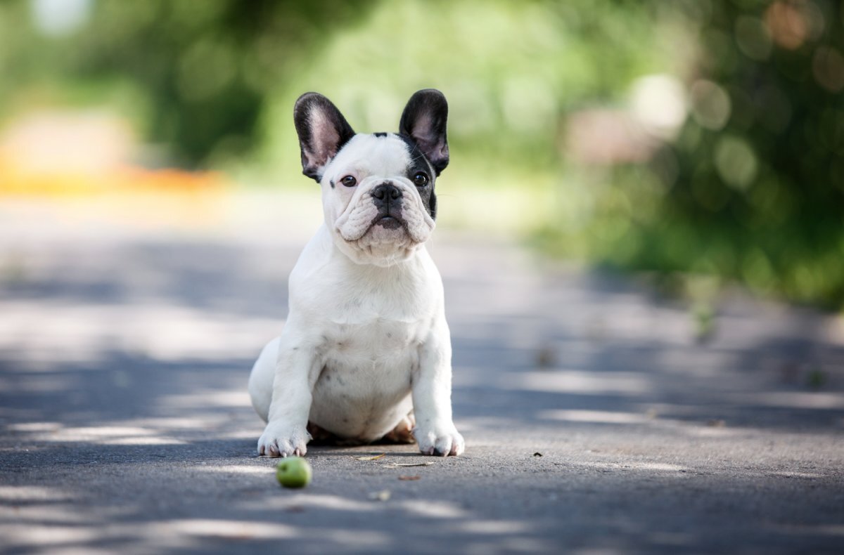 белый щенок французского бульдога