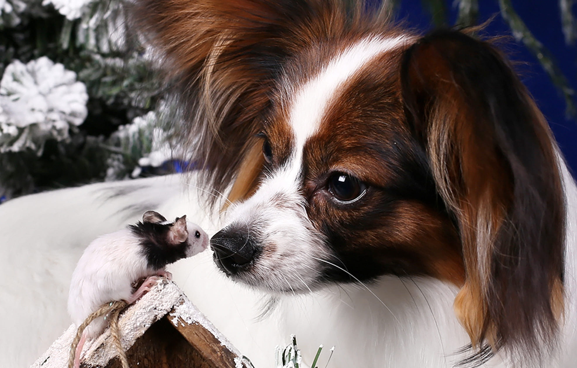 папийон и мышка