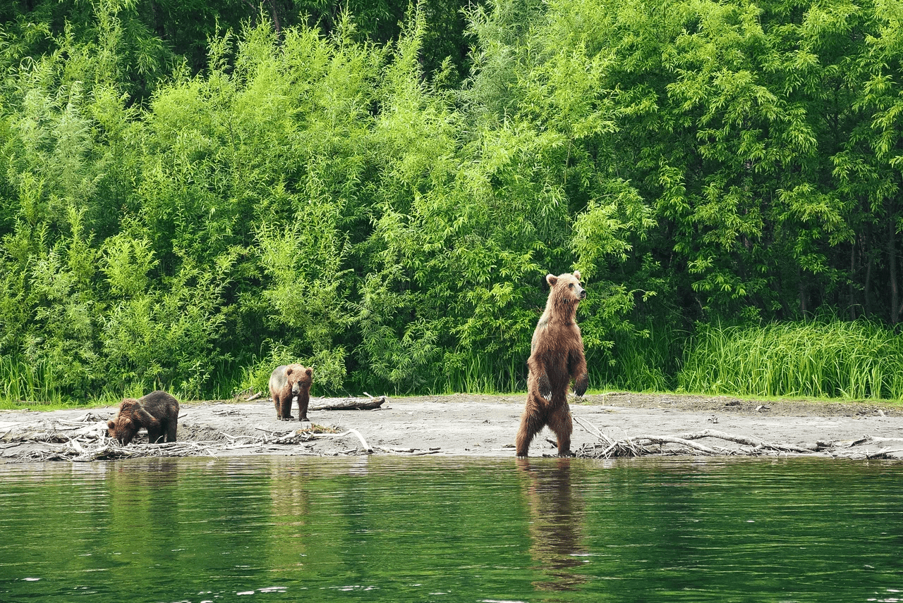 Медведи на сплаве