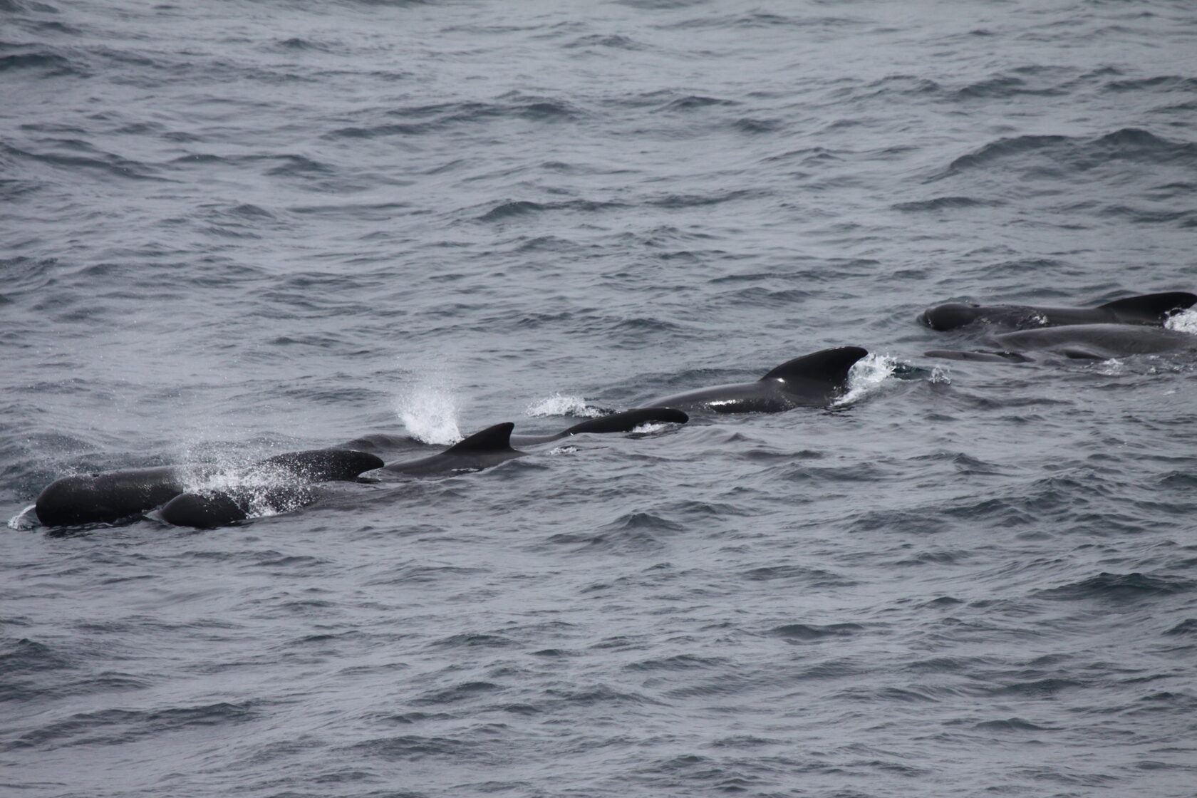 This image of pilot whales (Globicephala sp.) was captured during a research cruise (RRS Discovery Cruise DY080) during June-July 2017; Image Credit: Simon Pinder (2017).