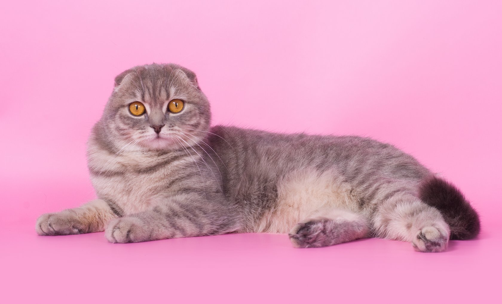 Сибирская кошка вислоухая