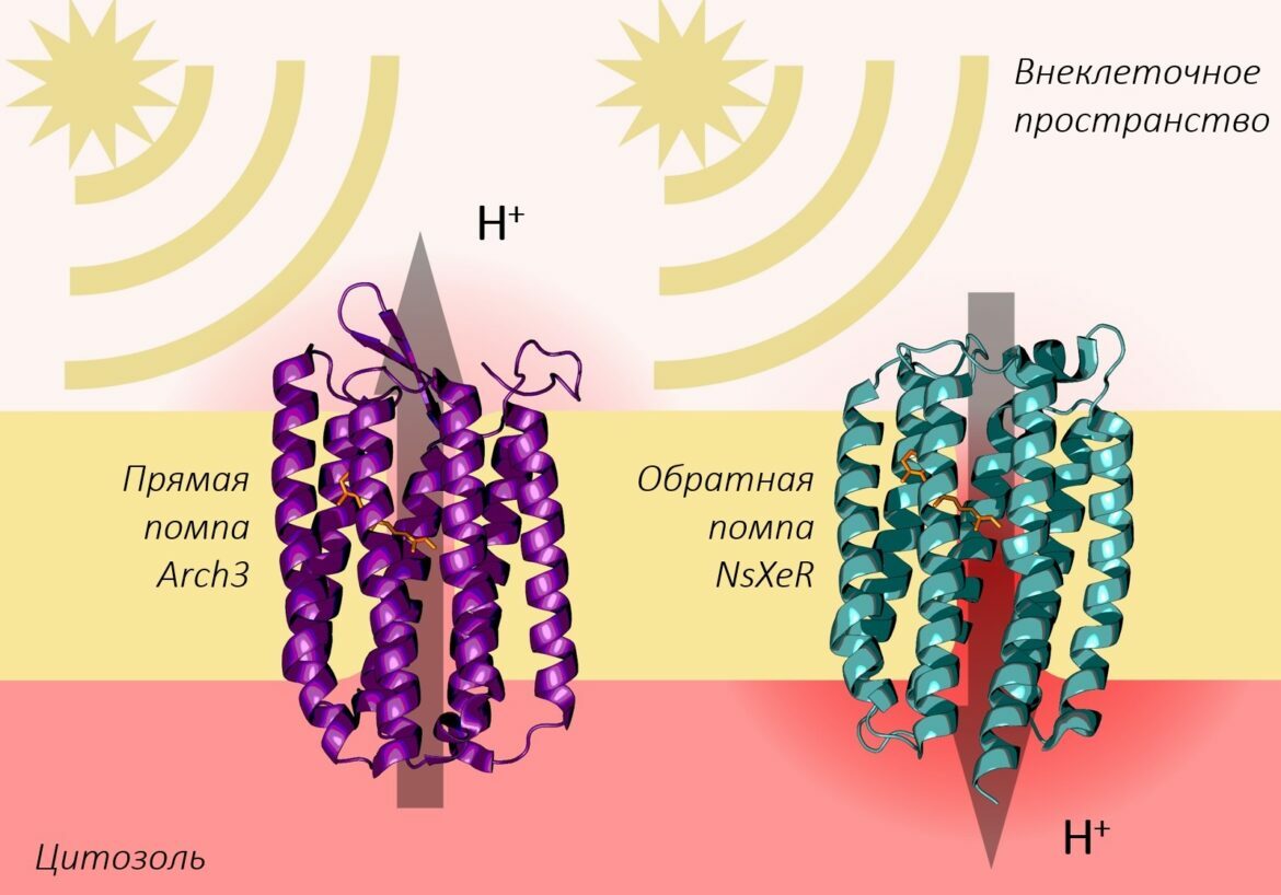 Контроль рН клетки с помощью света