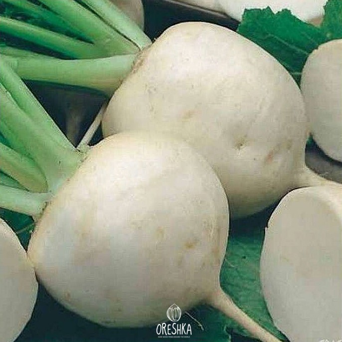 Seeds of Daikon Sasha (Raphanus sativus subsp. acanthiformis) — 50 pcs