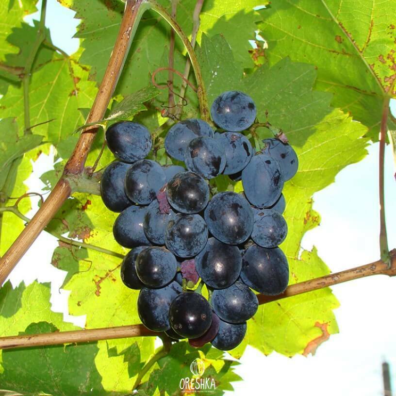 Seeds of Grape black mercedes (Vítis) — 10 pcs