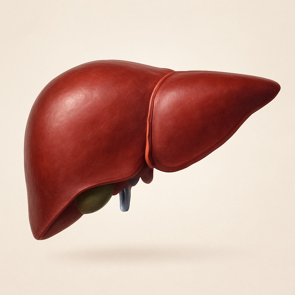 Как восстановить печень после длительного употребления алкоголя