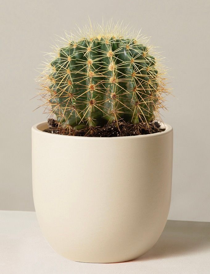 Potted plant on wooden shelf