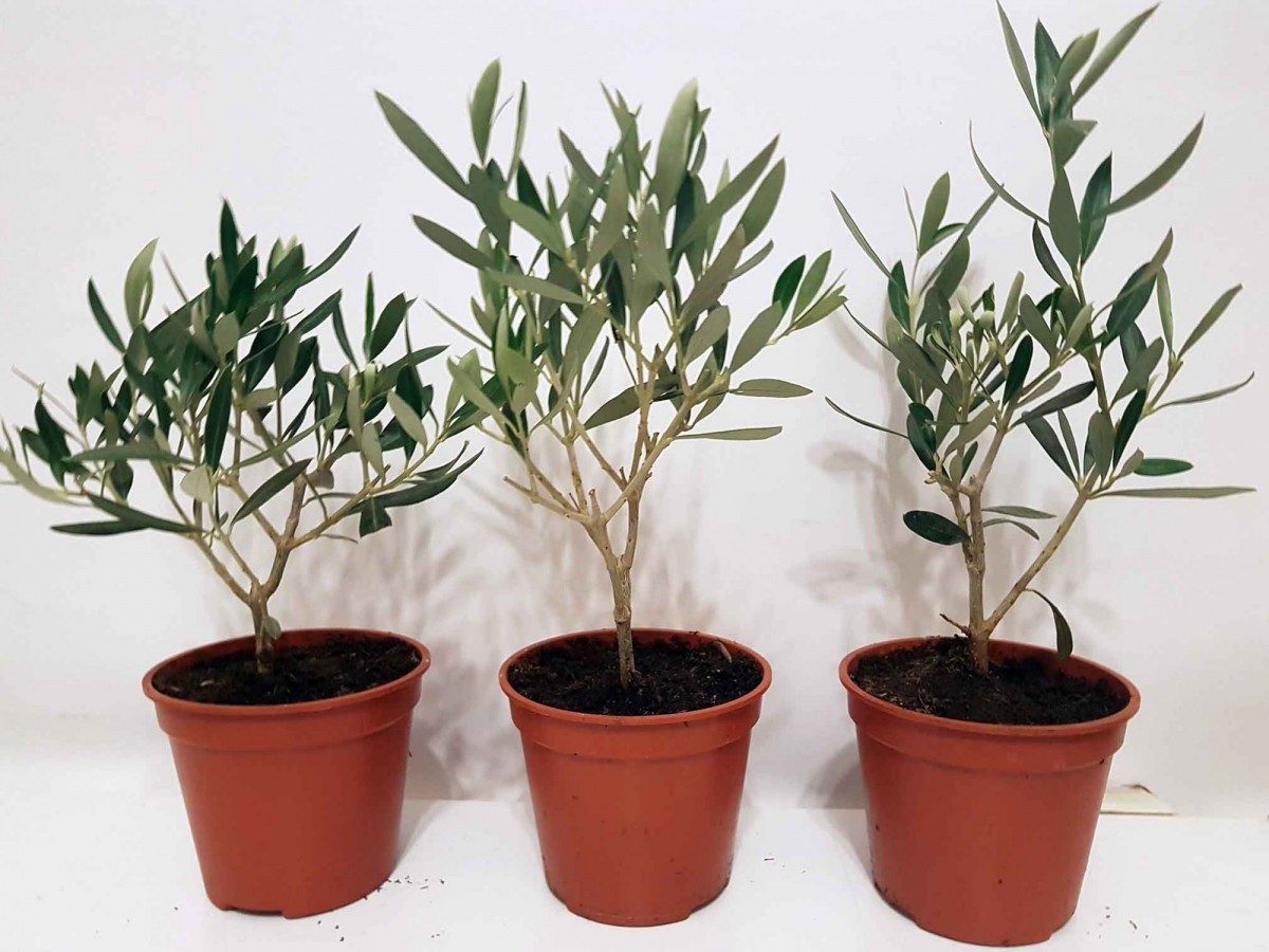 Olea europaea var. Оливковое дерево 10 лет. Оливковое дерево краснодар. Оливковое дерево краснодар. Оливковое дерево краснодар.