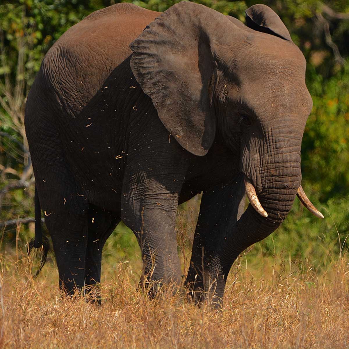 Черная слоновая. Черный слон. Черный Слоник. Саша слон. Слон в Африке фото.