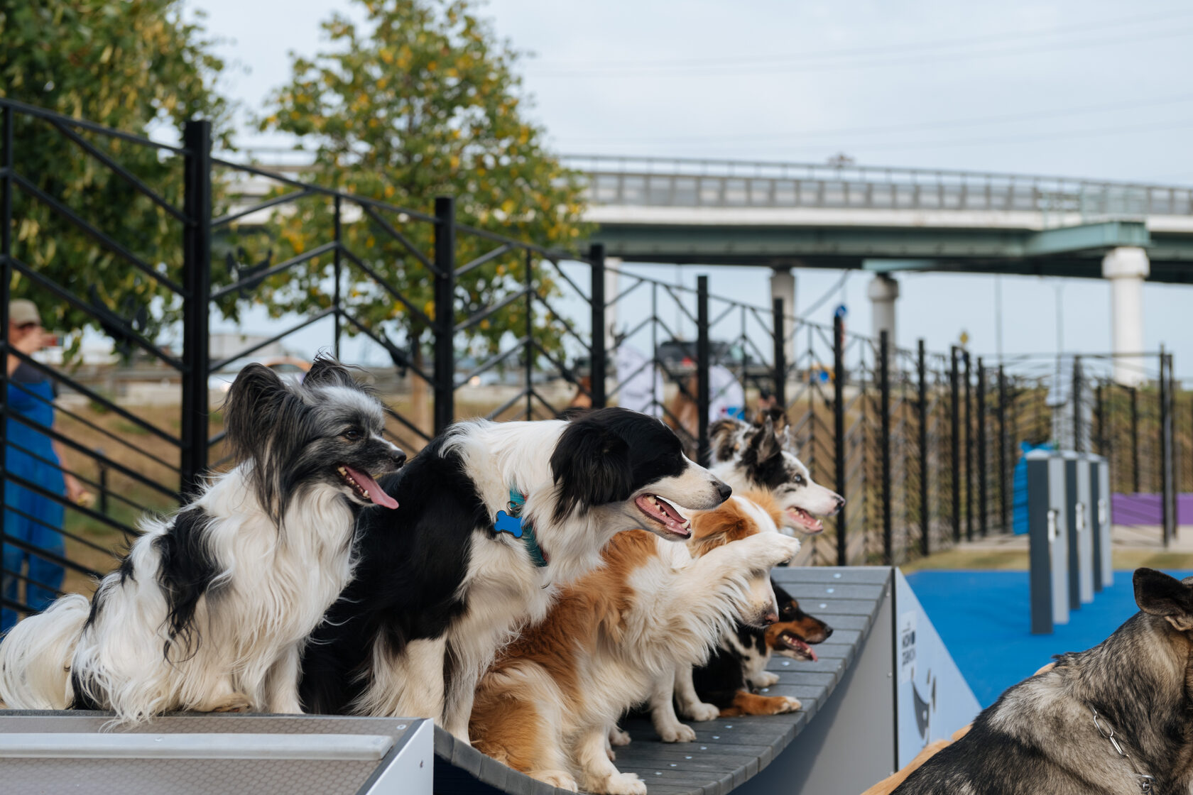 Open pets. Современные собачьи площадки. Собачья площадка парк 850 летия Москвы. Собачья площадка в Марьино. Площадка для собак Марьино.