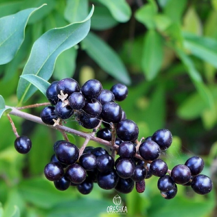 Seeds of Wild privet (Ligustrum vulgare) — 30 pcs