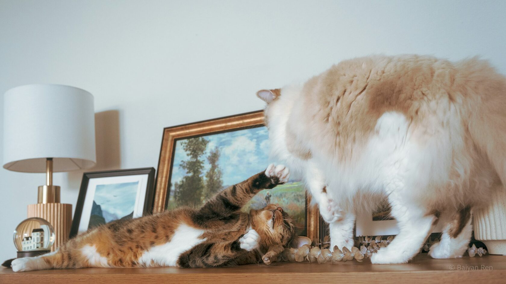 Две кошки играют