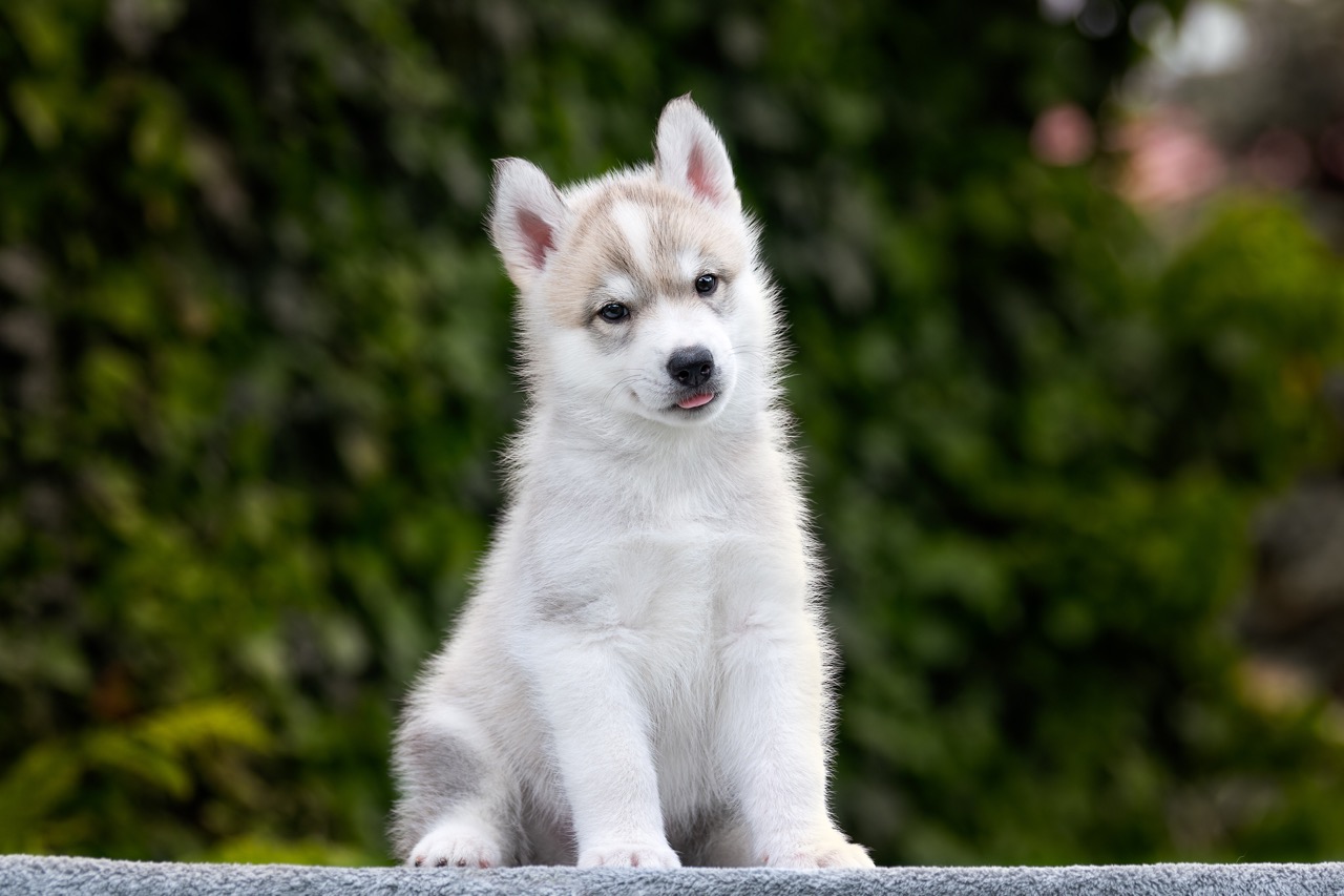 Siberian husky, puppy, boy, kennels, purebred, Hakuna Vota, colors, brown eyes, gray and white, available, for sale