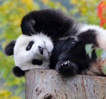 китайский для детей