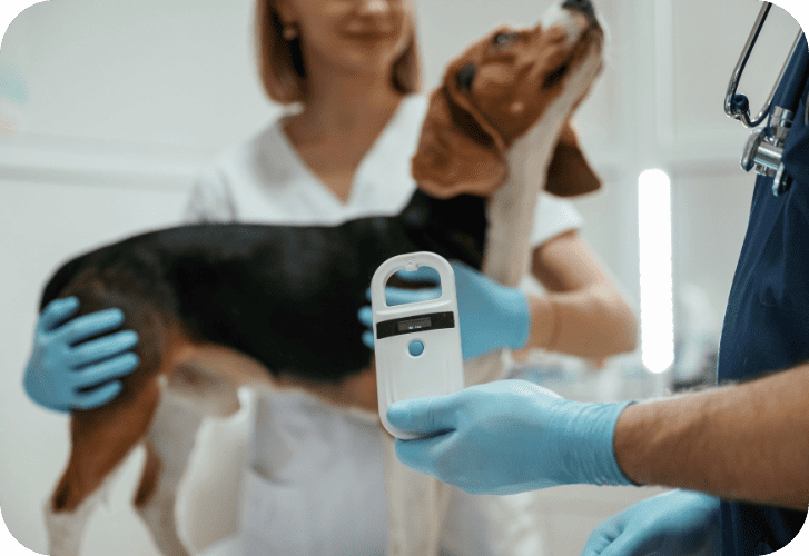 Чипирование животных