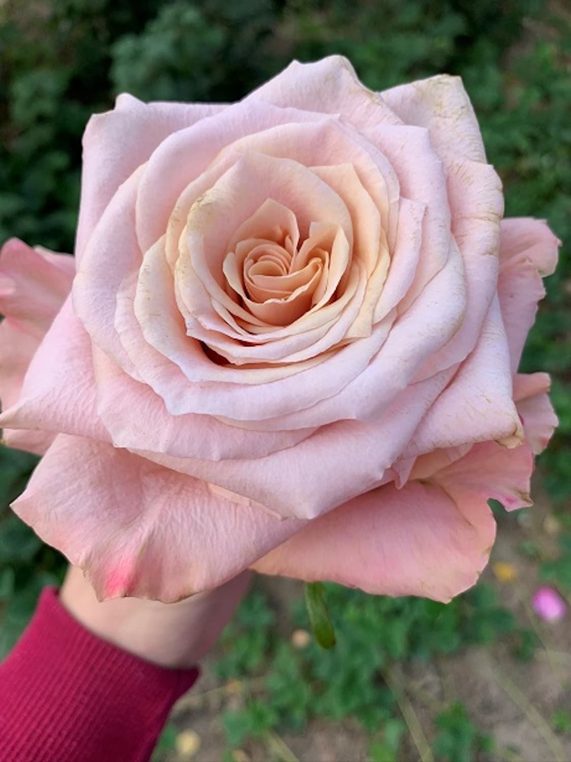Cream Shimmer роза