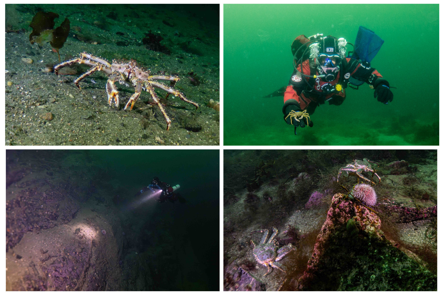 Дайвинг-тур на Баренцево море с Русский Дайвинг Центр