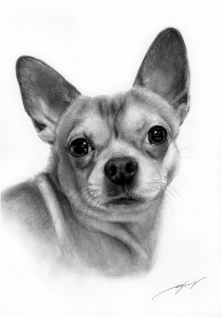 Pet Portrait Wildlife Artist Danguole Serstinskaja Chihuahua