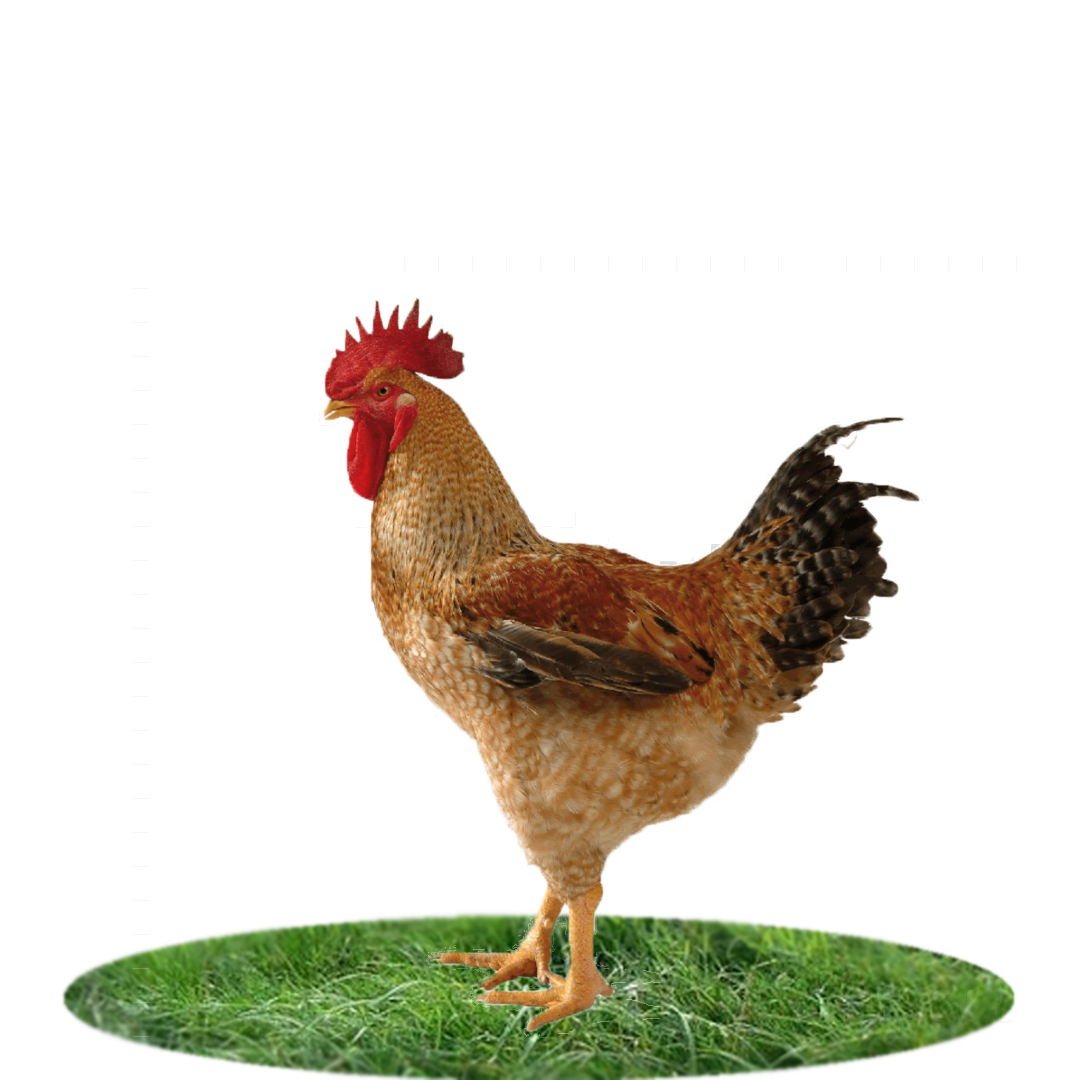 3 2 кг куриц