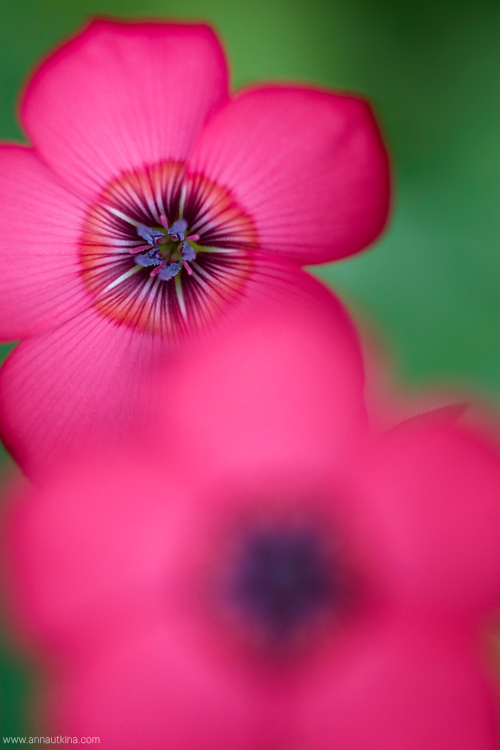 macro, macro flower, macro art, anna utkina, photography, macrophotograpy, floral art, макро, макрофотография, анна уткина