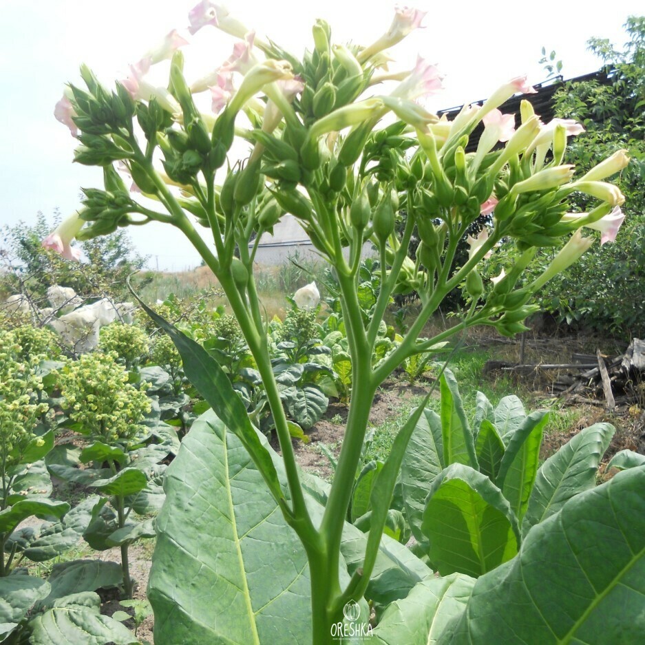 Seeds of Tobacco Banana Leaf (Nicotiana tabacum) — 300 pcs